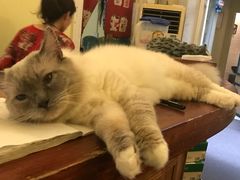 -猫色咖啡·猫咖