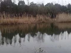 -新江湾城公园