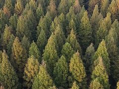 -黄海国家森林公园