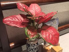 -晓粤·惹味粤菜(凯德乐峰广场店)