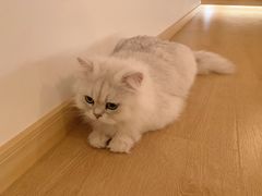 -猫腻·猫咖·撸猫馆(星光大道店)