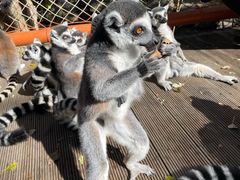 -北京野生动物园