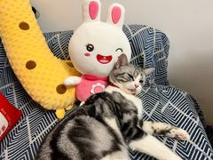 -小猫来了·猫舍(红山六九七九店)