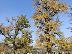 -千年银杏谷文化旅游区