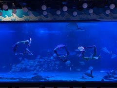 -烟台海昌鲸鲨海洋公园