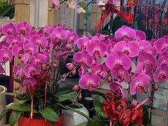 -双季花艺园艺市场(浦东店)