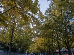 -三里屯东五街银杏大道