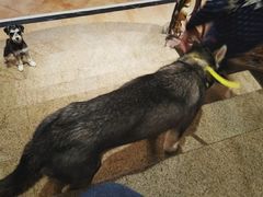 -more than meow吴止猫主题餐厅(承德 中船汇店)