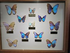 -上海昆虫博物馆