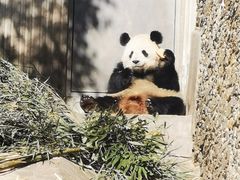 -卧龙中华大熊猫苑神树坪基地