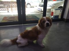 -严国平动物医院(德政总院)