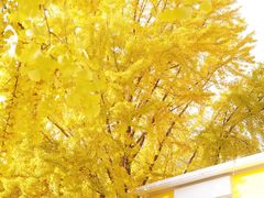 -三里屯东五街银杏大道