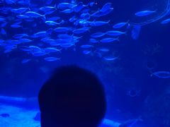 -太平洋海底世界