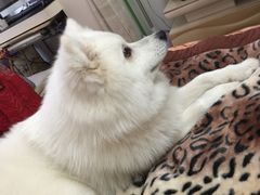 -爱侣宠医·鹦鹉专科·小型哺乳类·异宠专科(灵石路店)