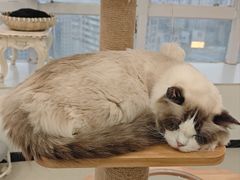 -共舞时光猫咖·狗咖(新街口店)