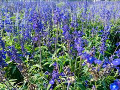 -北京东方普罗旺斯薰衣草庄园