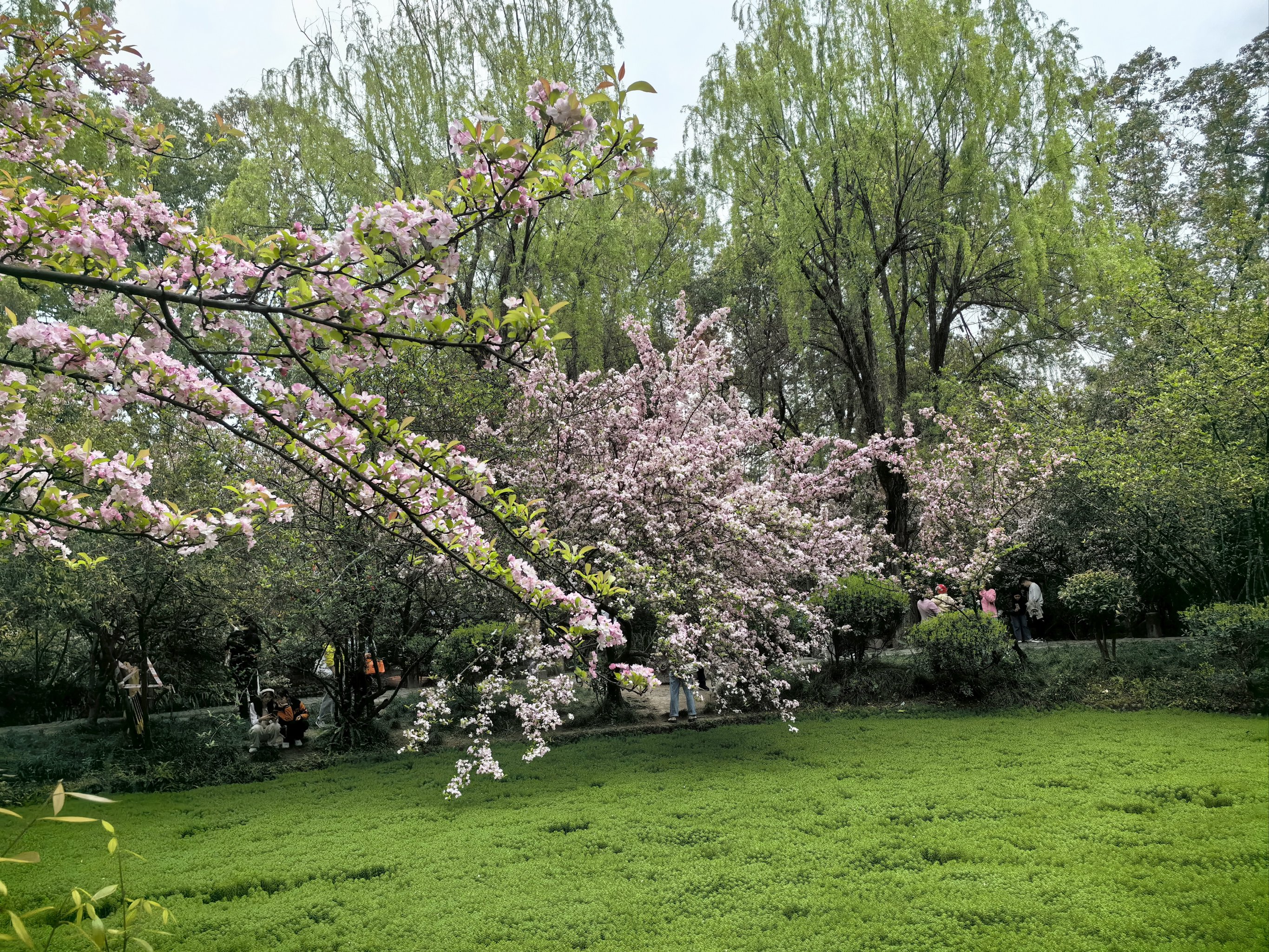 棠下海棠花园图片