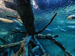 -上海海洋水族馆