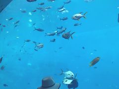 -瑞德姆美人鱼海底演艺主题餐厅(亚龙湾店)