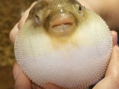 -肆月河豚·淮扬菜·湘菜(华天店)