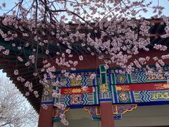 -桃花堤公园