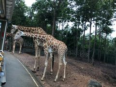 -清迈夜间动物园