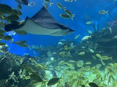 -海合安武汉极地海洋公园