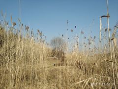 -长广溪湿地公园