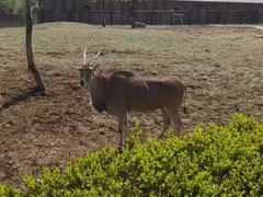 -石家庄市动物园