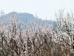 -蟠龙山长城景区