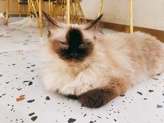 -喵喵咪呀布偶猫咖(春熙路店)