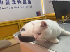 -申普宠物医院·心脏介入·心血管微创(总院)