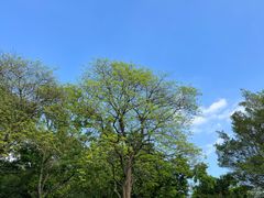 -番禺大夫山森林公园