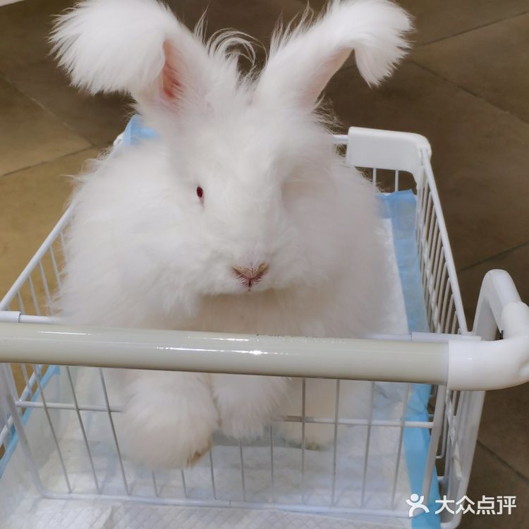 成都必打卡项目，安哥拉巨兔馆