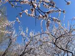 -桃花堤公园