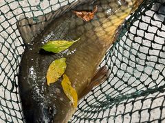 -双廊杨记石锅鱼石锅牛肉