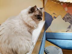 -滚猫咖啡·猫咖·猫友好撸猫(未来城店)
