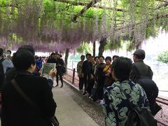 -嘉定紫藤园