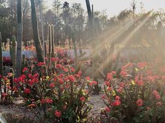 -深圳仙湖植物园