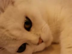 -猫咪派对(江南西店)