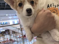 -柴犬小屋·柴餐厅·狗咖食堂(金鼎广场店)