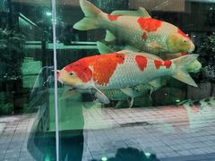 -武汉花鸟市场