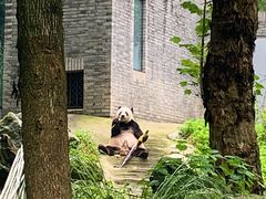 -都江堰中华大熊猫苑