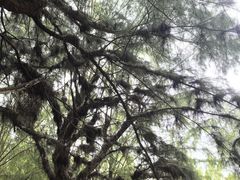 -北海金海湾红树林生态旅游区