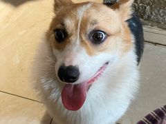 -萌喵宠狗爱心宠咖
