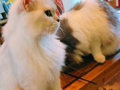 -李小姐の猫咖啡馆(五角场店)
