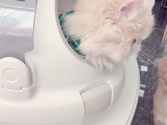-宠爱国际动物医院· 猫科· 外科·中兽医(长白店)