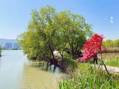 -长兴太湖图影湿地文化园