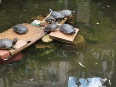-香港大学