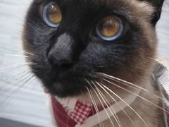 -瑞派名望24h动物医院异宠专科·猫专科·骨科·重症监护分院